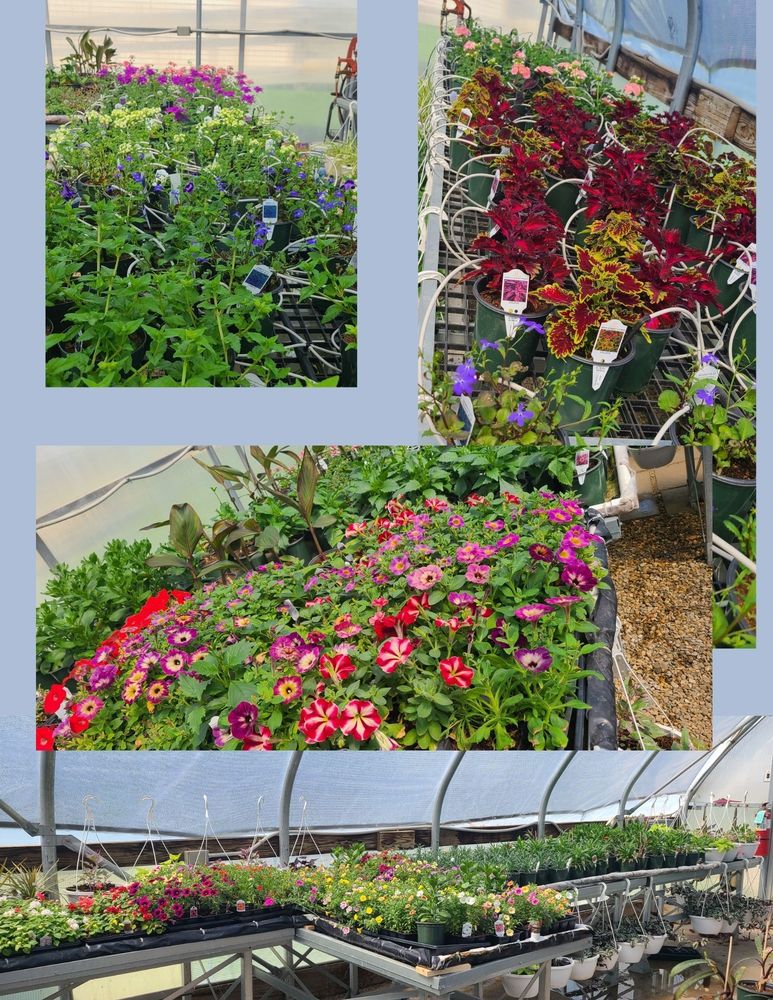 Plants